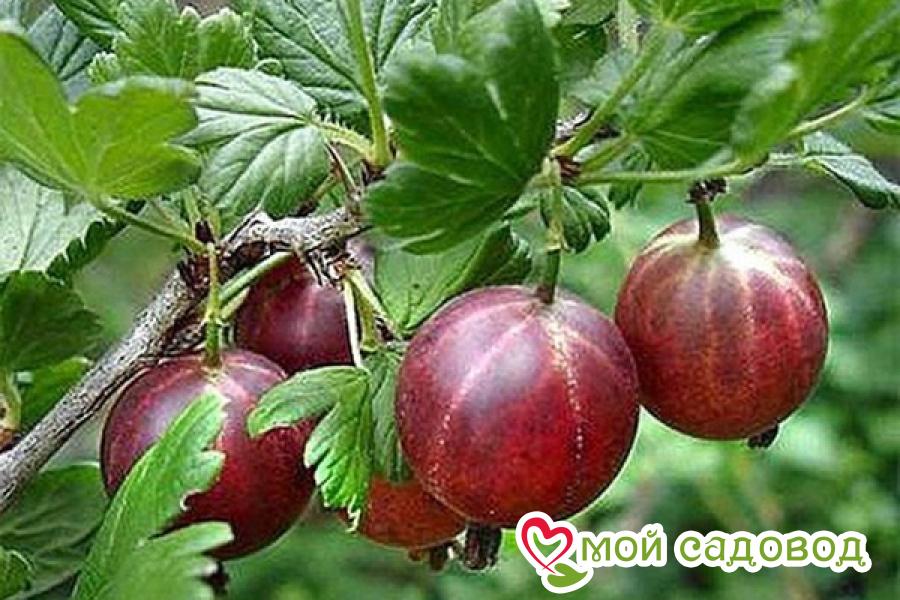 Крыжовник Челябинский