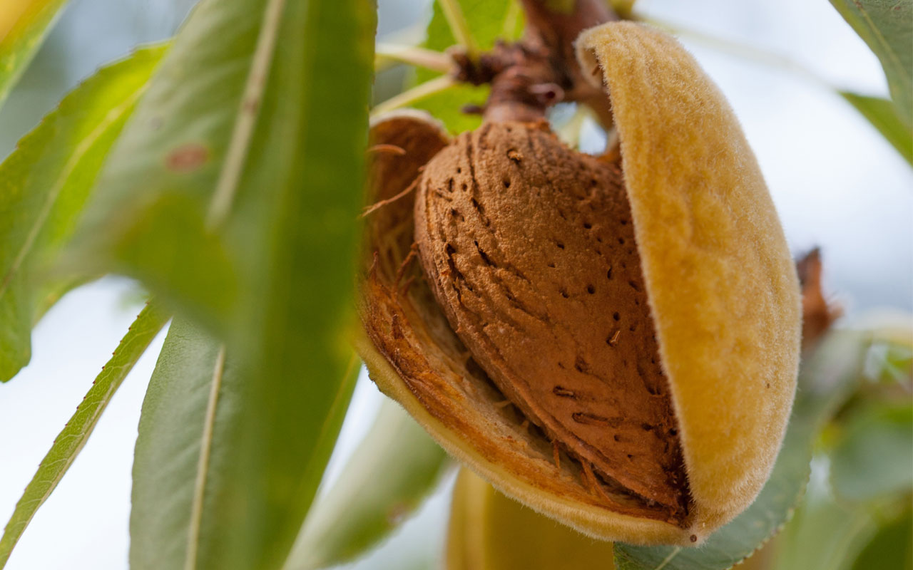 Сирень Флора