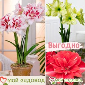 Комплект Амариллисов в Челябинске
