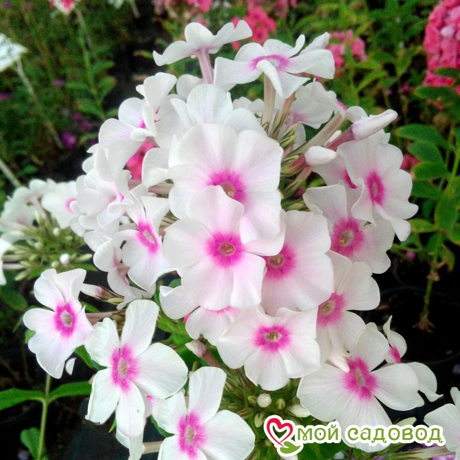 ФЛОКС МЕТЕЛЬЧАТЫЙ ГРАФ ЦЕППЕЛИН