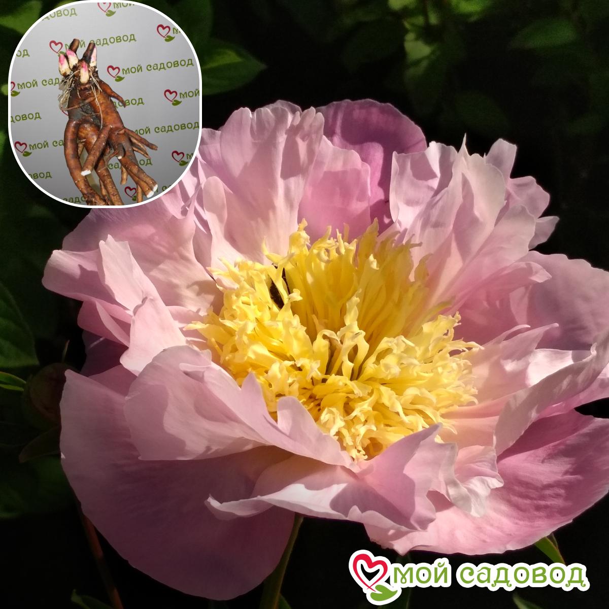 Пион гибридный Гарден Лейс