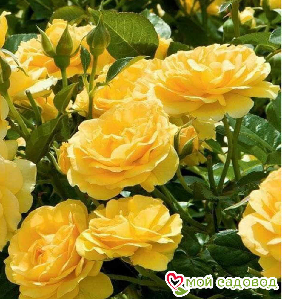 Роза Кассандра