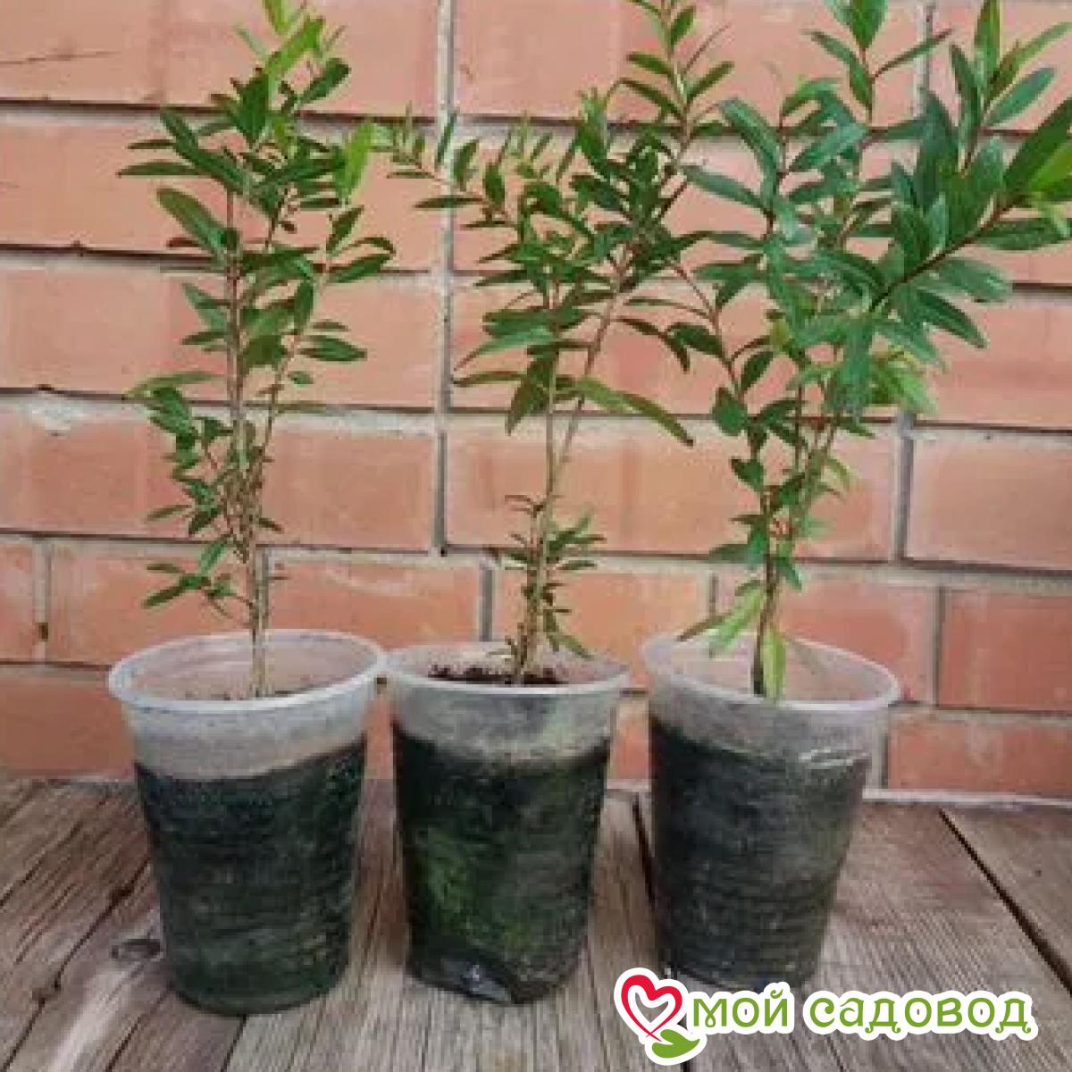 Гранат Восьмой Шар