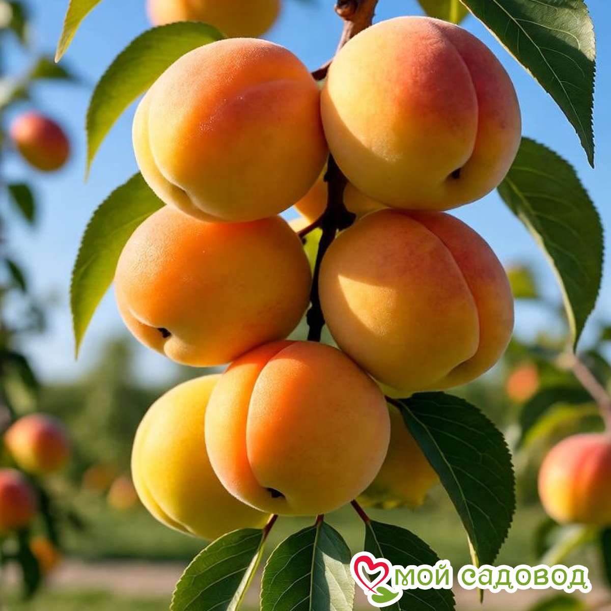 Абрикос Россиянин