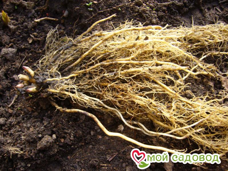 Флокс Бруно Сол